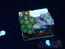 WYSIWYG - Zoanthus 14O1 Mariculture Indo Acclimaté sous led