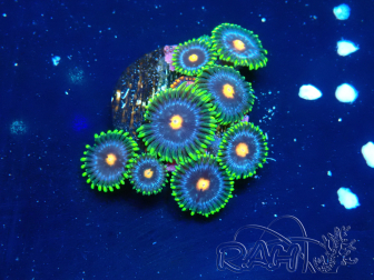 WYSIWYG - Zoanthus  Mariculture Indo Acclimaté sous led