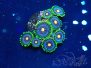WYSIWYG - Zoanthus 14O4 Mariculture Indo Acclimaté sous led