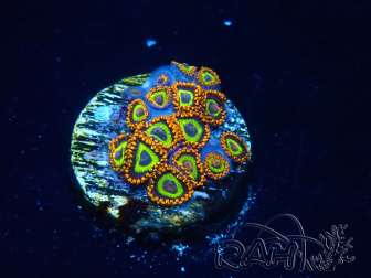 WYSIWYG - Zoanthus  Mariculture Indo Acclimated under LED