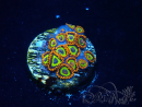 WYSIWYG - Zoanthus  Mariculture Indo Acclimated under LED
