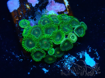 WYSIWYG - Zoanthus  Maricultura Indo Aclimatado bajo LED