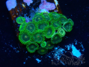 WYSIWYG - Zoanthus Mariculture Indo Acclimated under LED