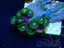 WYSIWYG - Zoanthus  Maricultura Indo acclimatato sotto led