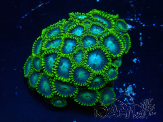 WYSIWYG - Zoanthus  Mariculture Indo Acclimaté sous led