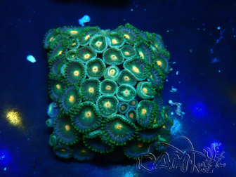 WYSIWYG - Zoanthus Marikultur aus Indo unter LED akklimatisiert