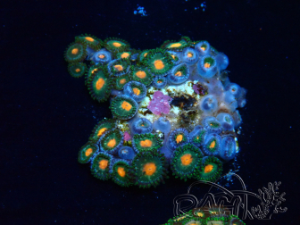 WYSIWYG - Zoanthus Mariculture Indo Acclimated under LED