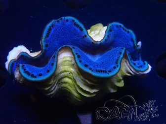 WYSIWYG Tridacna maxima