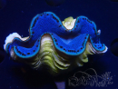 WYSIWYG Tridacna maxima Bénitiers A1 (5cm)