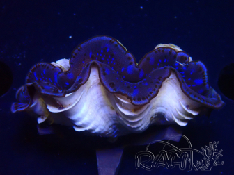 WYSIWYG Tridacna maxima
