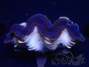 WYSIWYG Tridacna maxima Bénitiers A2 (5cm)
