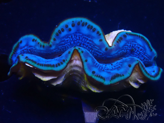 WYSIWYG Tridacna maxima Bénitiers A3 (5cm)