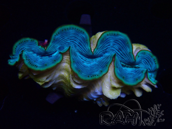 WYSIWYG Tridacna maxima