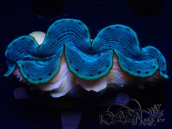 WYSIWYG Tridacna maxima