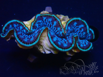 WYSIWYG Tridacna maxima