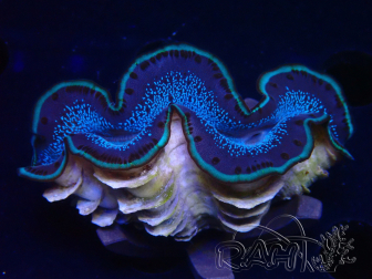 WYSIWYG Tridacna maxima Riesenmuscheln