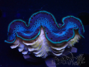 WYSIWYG Tridacna maxima Clams