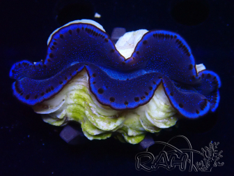 WYSIWYG Tridacna maxima Riesenmuscheln (6,5 cm)