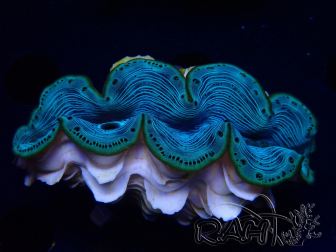 WYSIWYG Tridacna maxima Riesenmuscheln (6 cm)