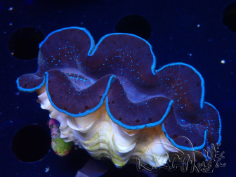 WYSIWYG Tridacna maxima