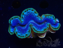 WYSIWYG Tridacna maxima Bénitiers B3 (5cm)
