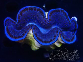 WYSIWYG Tridacna maxima Bénitiers B4 (5-5.5 cm)