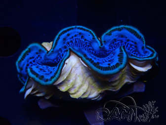 WYSIWYG Tridacna maxima Bénitiers B5 (5-5.5 cm)