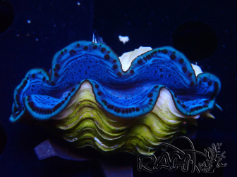 WYSIWYG Tridacna maxima