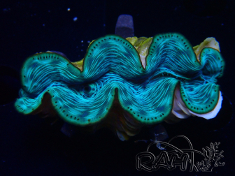 WYSIWYG Tridacna maxima Bénitiers B7 (5cm)