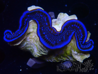 WYSIWYG Tridacna maxima Bénitiers Oro