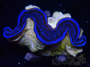 WYSIWYG Tridacna maxima Tridacna Gold