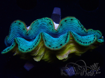 WYSIWYG Tridacna maxima