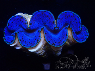 WYSIWYG Tridacna maxima