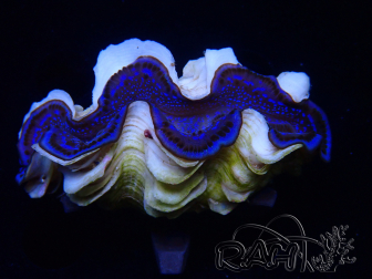 WYSIWYG Tridacna maxima Bénitiers