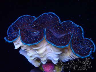 WYSIWYG Tridacna maxima Bénitiers C4 (5 cm)
