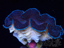 WYSIWYG Tridacna maxima Bénitiers C4 (5 cm)