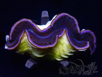 WYSIWYG Tridacna maxima Bénitiers