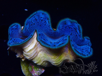 WYSIWYG Tridacna maxima Bénitiers C6 (5.5cm)