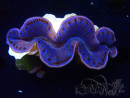 WYSIWYG Tridacna maxima Clams C7 (6 cm)
