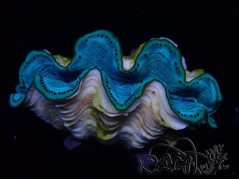 WYSIWYG Tridacna maxima Clams