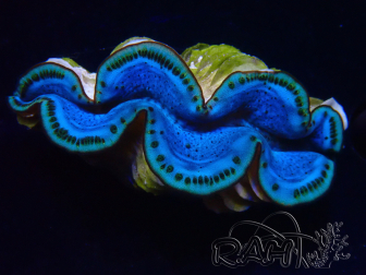 WYSIWYG Tridacna maxima