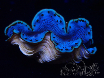 WYSIWYG Tridacna maxima