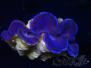 WYSIWYG Tridacna maxima Bénitiers D3 (6 cm)
