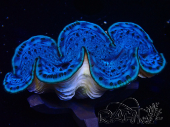 WYSIWYG Tridacna maxima