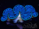 WYSIWYG Tridacna maxima Bénitiers D4 (6 cm)