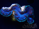 WYSIWYG Tridacna maxima Bénitiers D5 (6 cm)