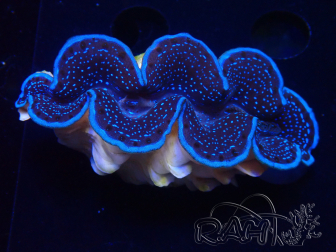 WYSIWYG Tridacna maxima Bénitiers D6 (7 cm)