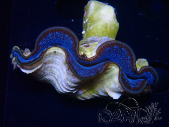 WYSIWYG Tridacna maxima Riesenmuscheln (7 cm)