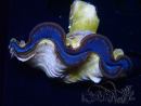 WYSIWYG Tridacna maxima Bénitiers D7 (7 cm)