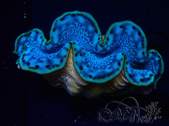 WYSIWYG Tridacna maxima Muscheln (6 cm)